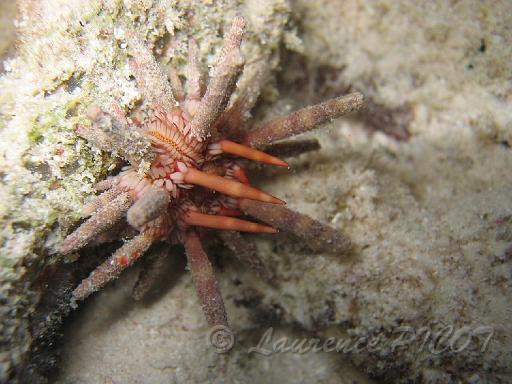 oursin crayon Eucidaris tribuloides.JPG